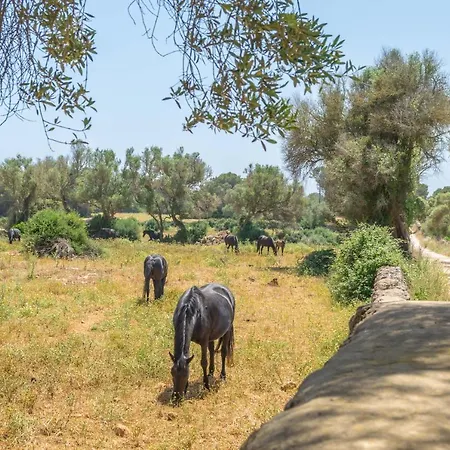 فيلة Talaia D'artrutx